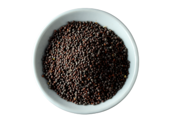 Black Mustard