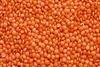 Masoor Dal